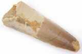 Fossil Spinosaurus Tooth - Real Dinosaur Tooth #206133-1